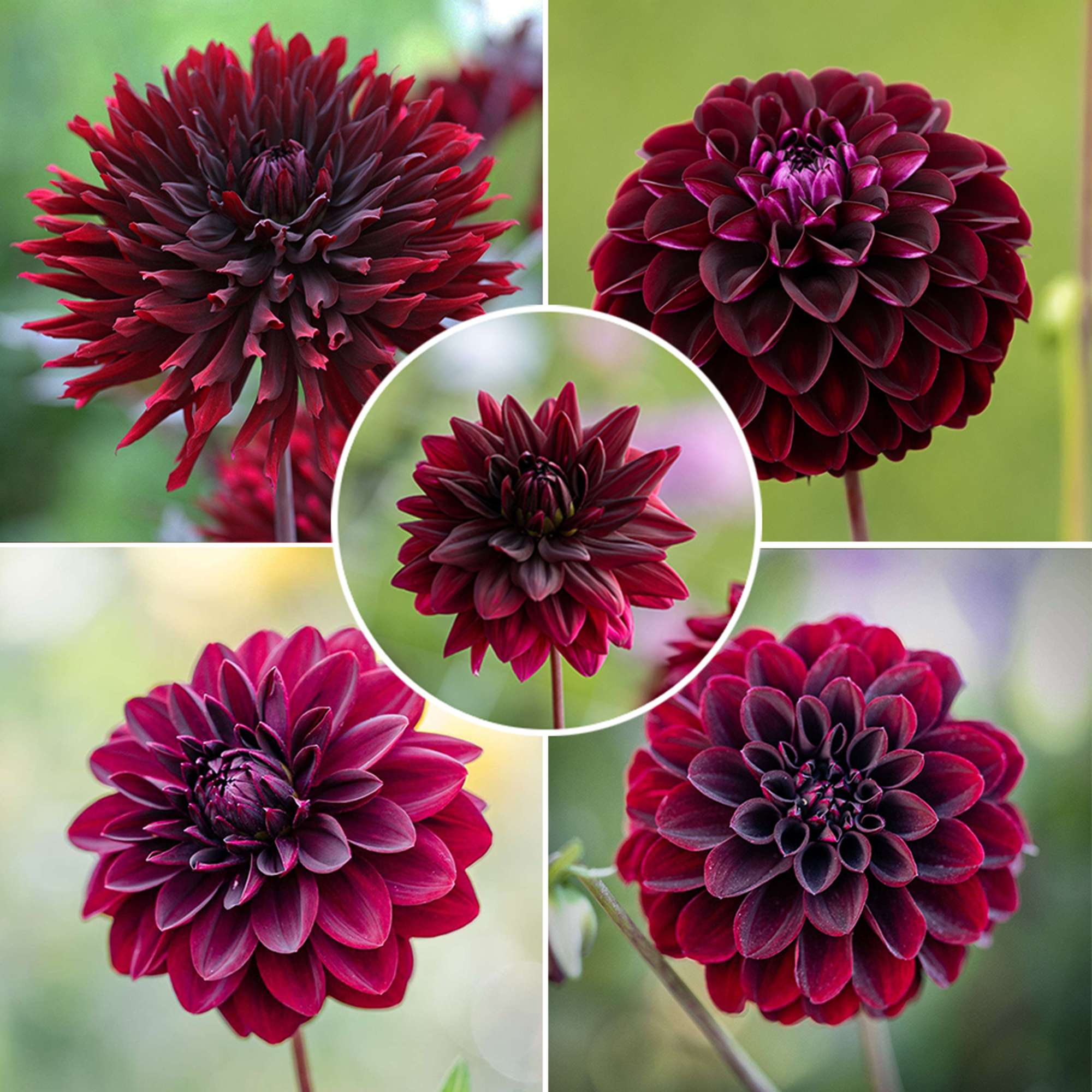 Dahliamix 'Black Favorites'